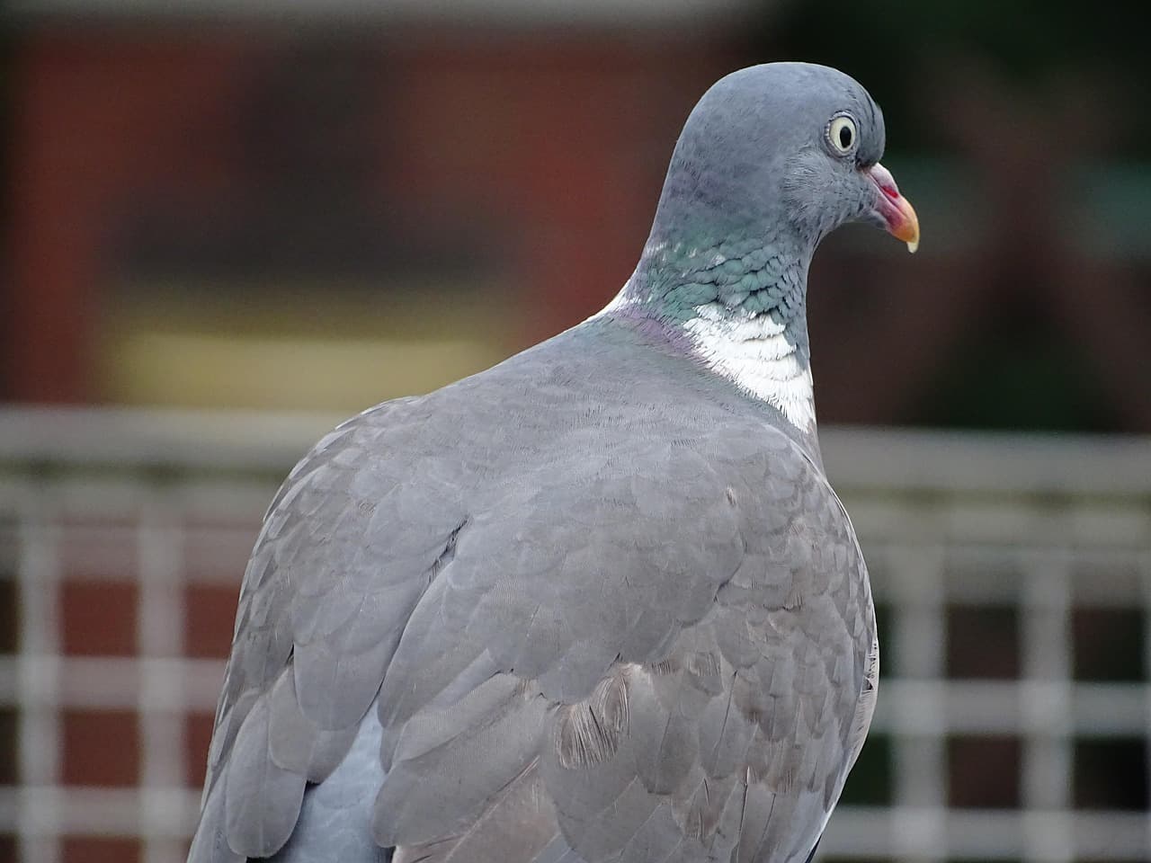 Cabeça e pescoço de um pombo-torcaz, com a mancha branca no lado do pescoço.