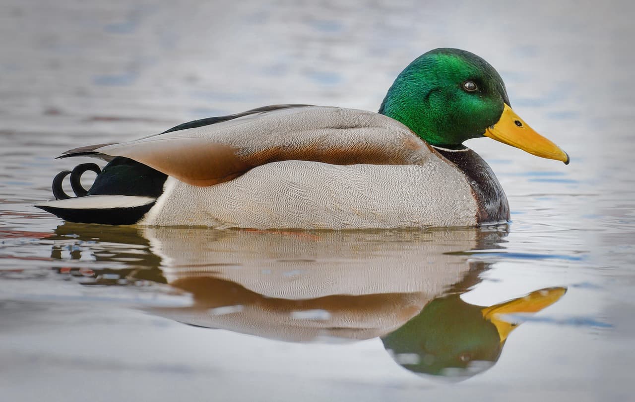 Pato-real macho a nadar em água calma, com o reflexo à superfície.
