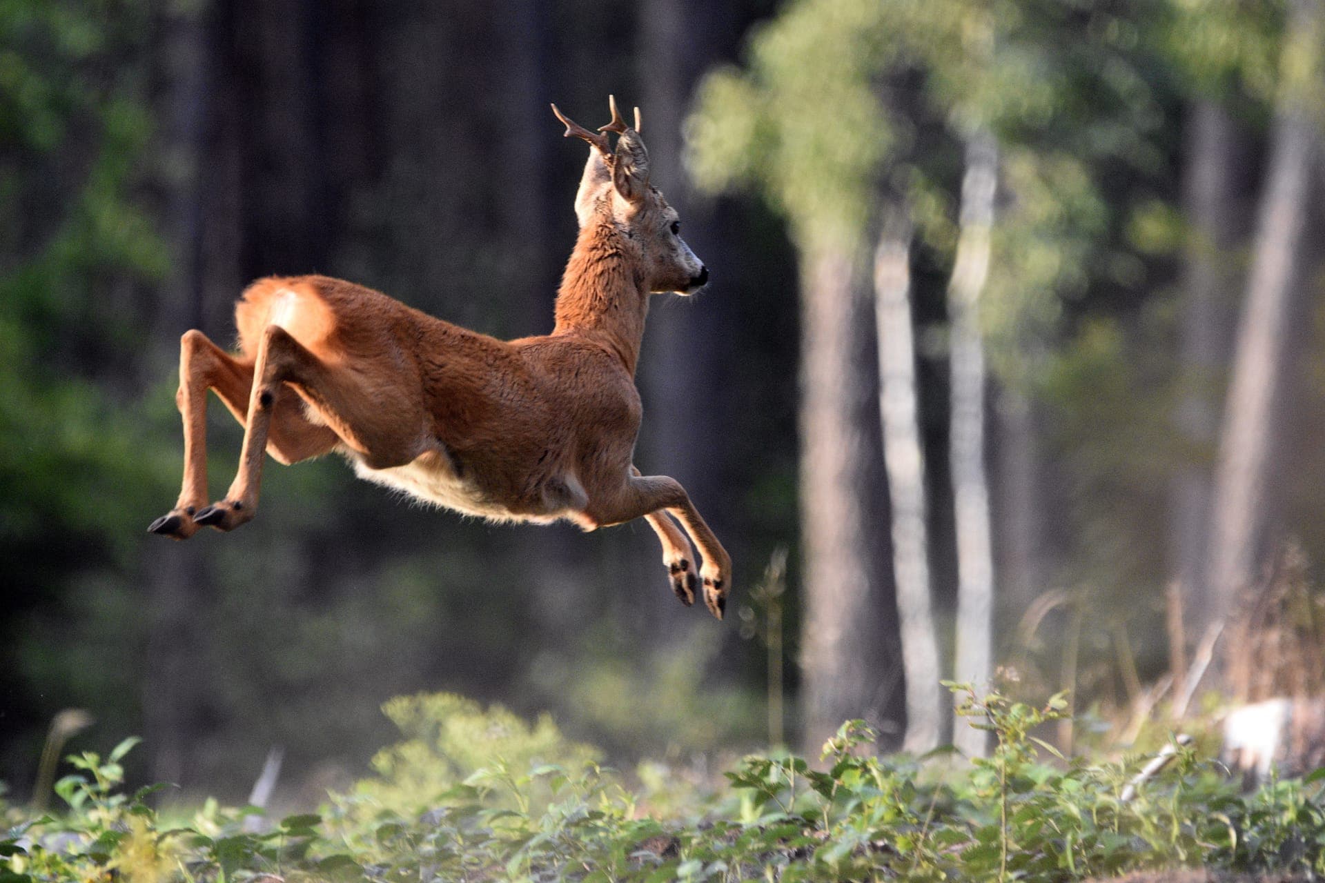 Corço macho em salto, de perfil, junto à orla de um bosque.