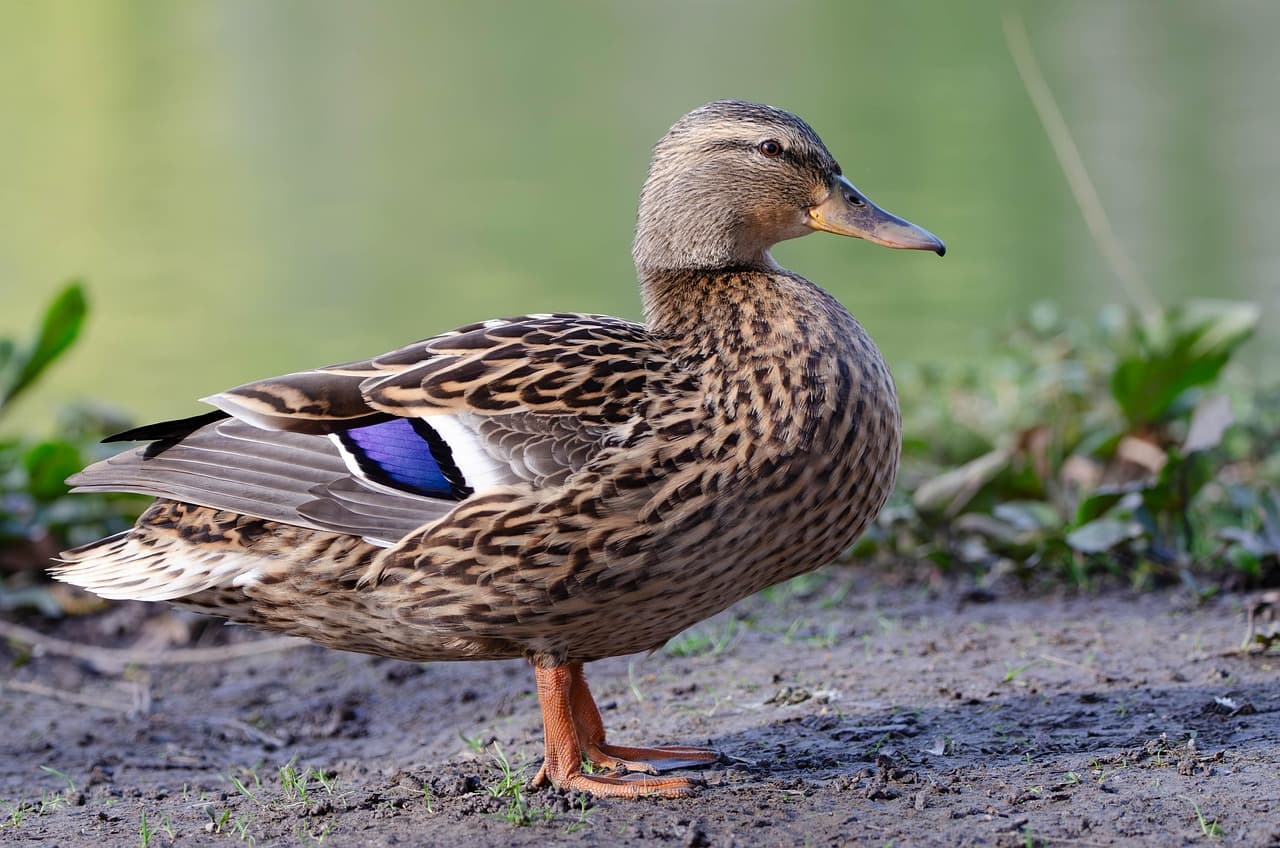 Pato-real fêmea em terra, acastanhada, com o espelho azul bem visível na asa.