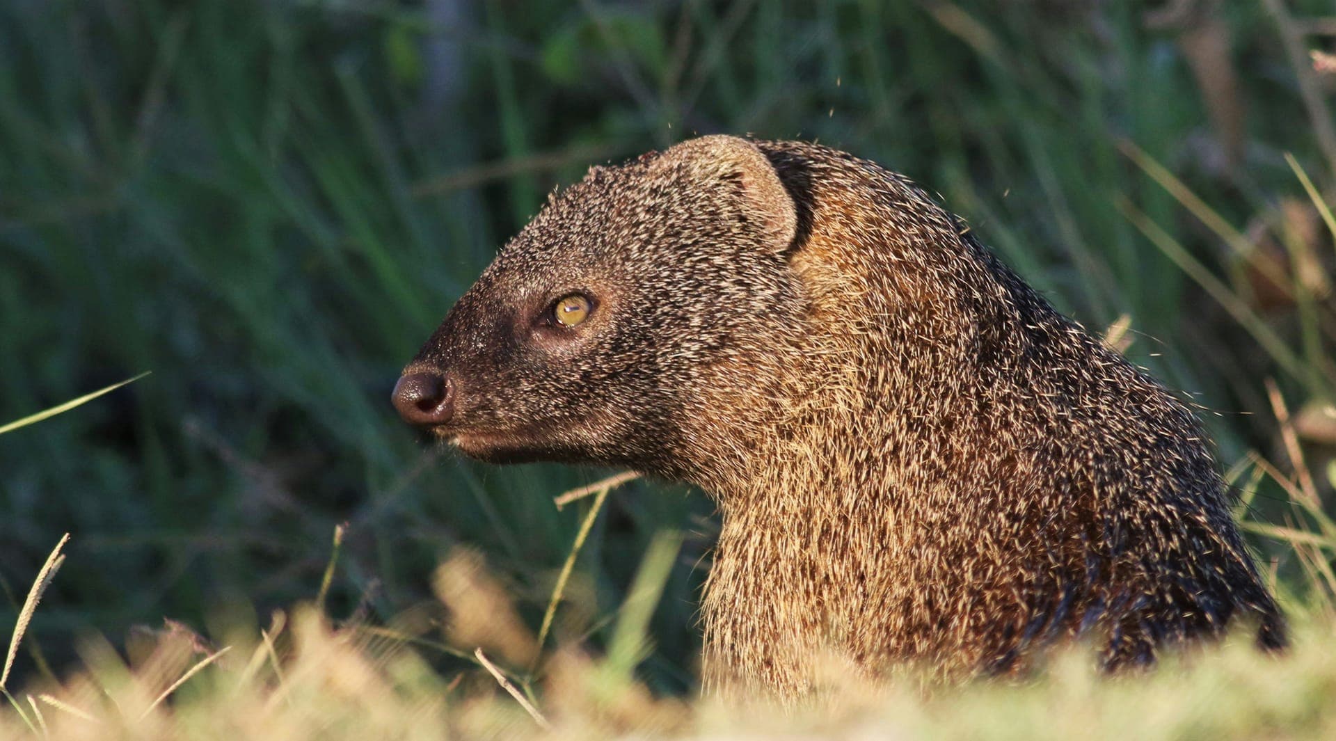 Saca-rabos de perfil no meio da erva, com o pelo castanho acinzentado, o focinho afilado e a orelha pequena e arredondada.