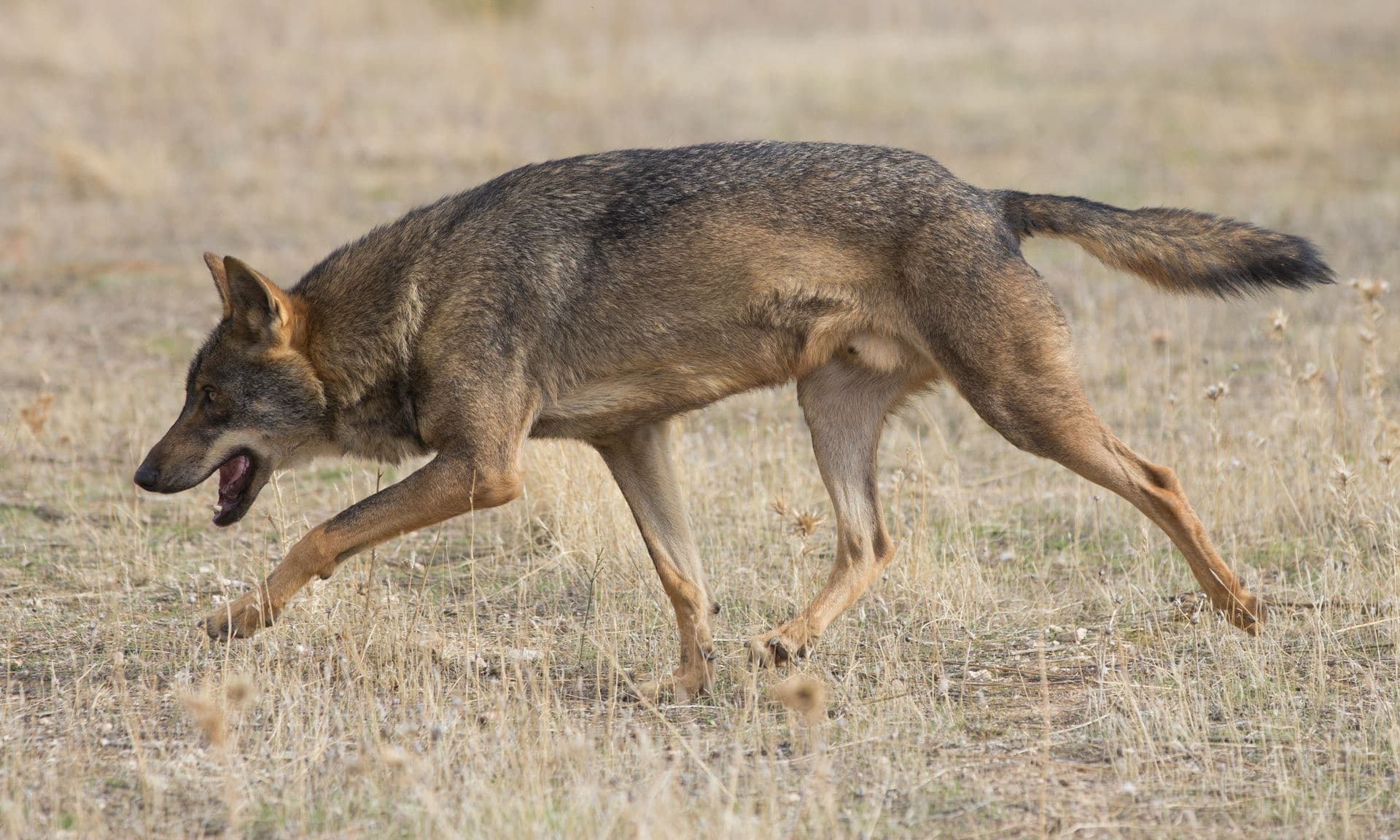Lobo-ibérico de perfil a trotar por erva seca dourada.