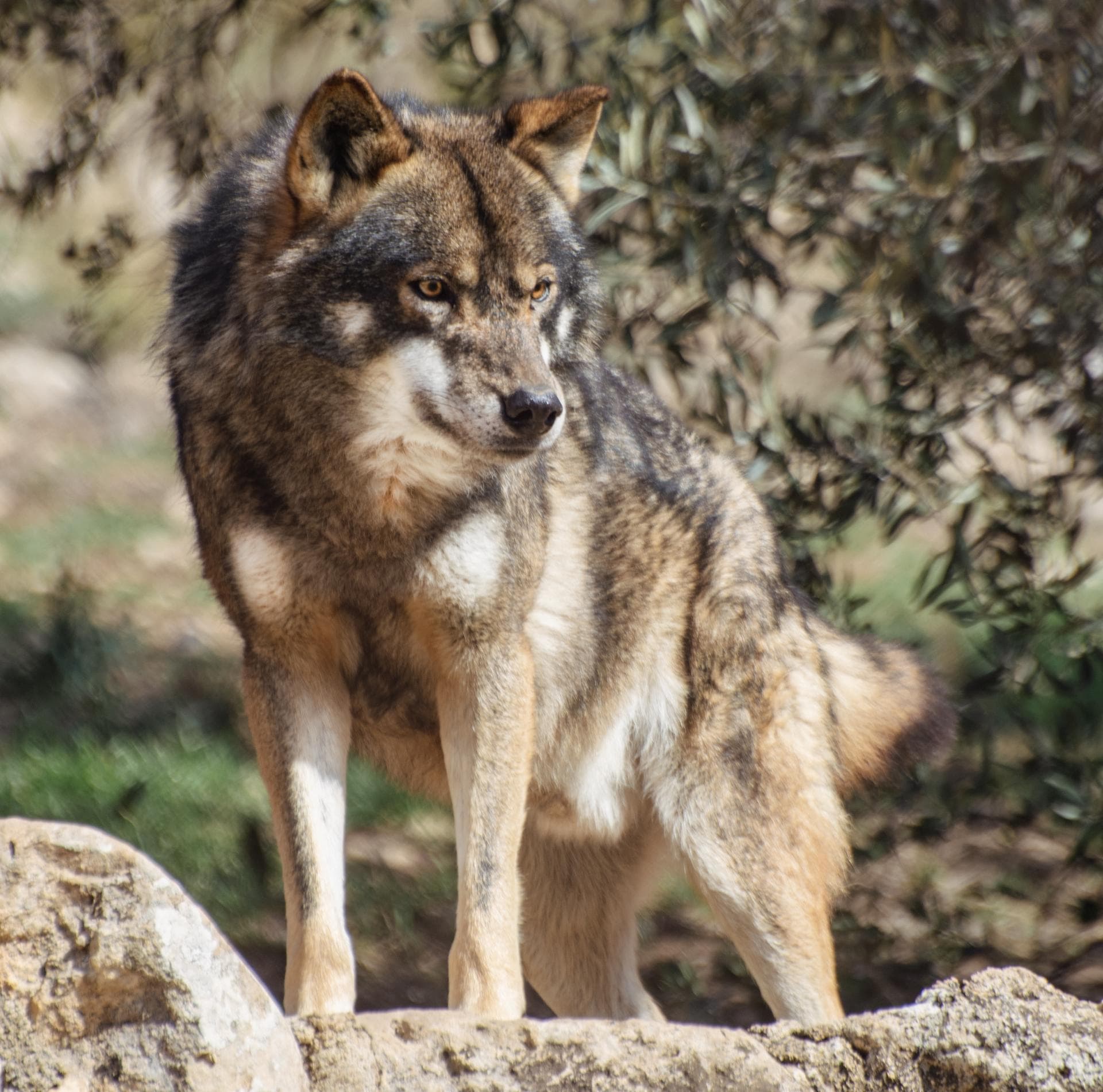 Lobo-ibérico sobre uma rocha, entre vegetação mediterrânica, com o focinho claro e as orelhas pequenas e triangulares.