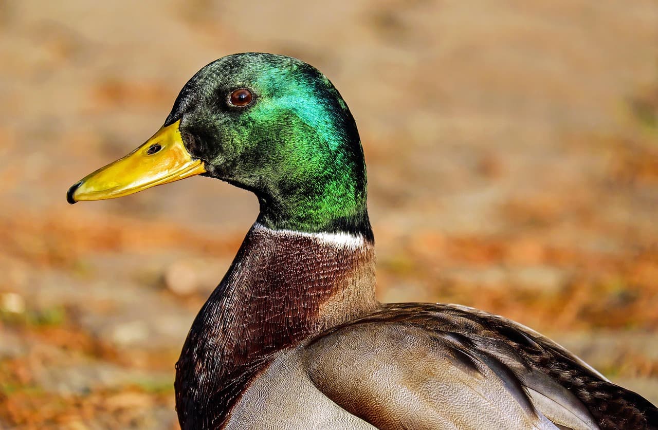 Grande plano de um pato-real macho junto à água.