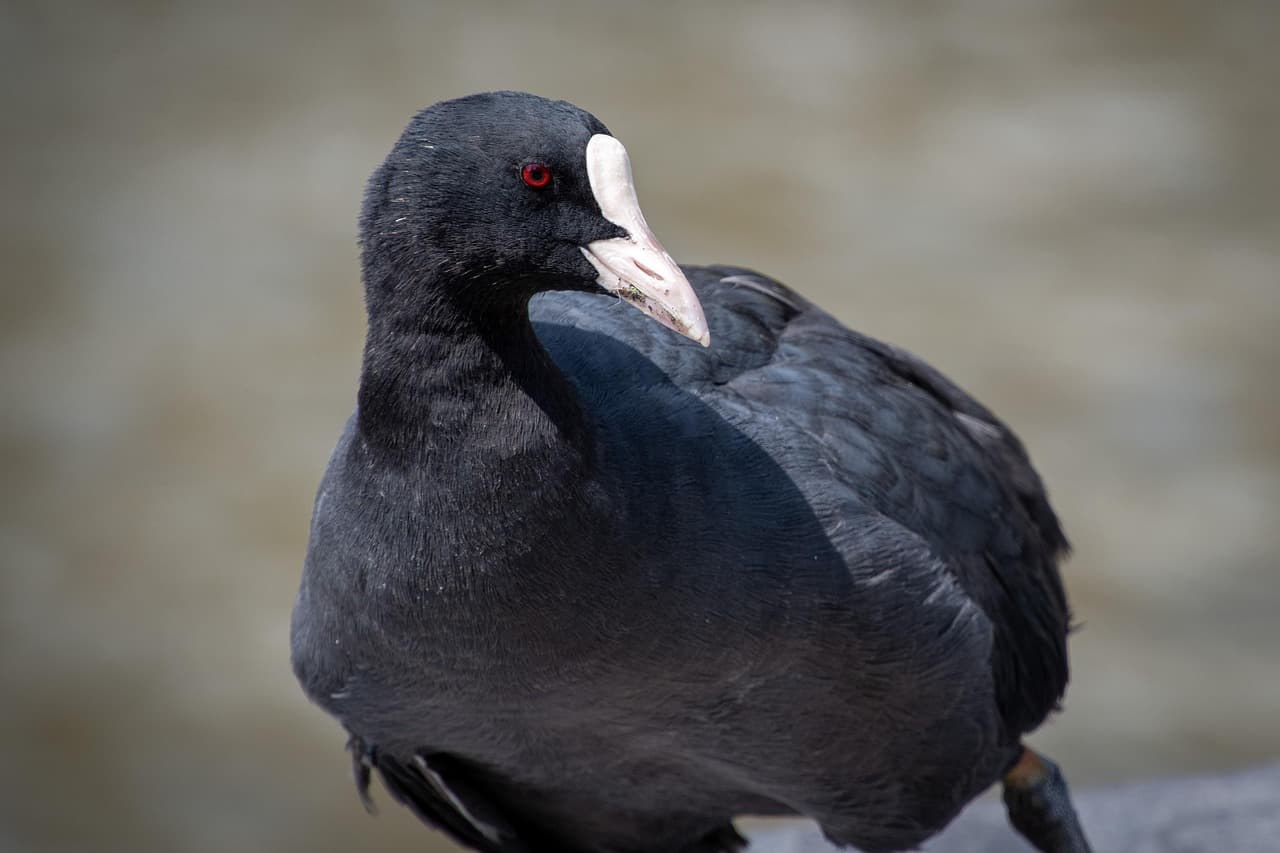 Galeirão em grande plano, de plumagem negra, com o bico e a placa frontal brancos e o olho vermelho.