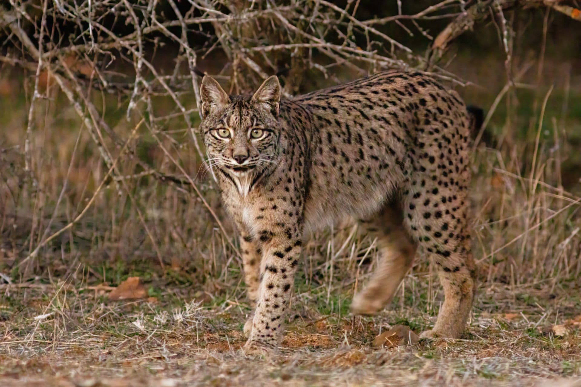 Lince-ibérico de corpo inteiro no mato seco, com a pelagem amarelada salpicada de manchas escuras.