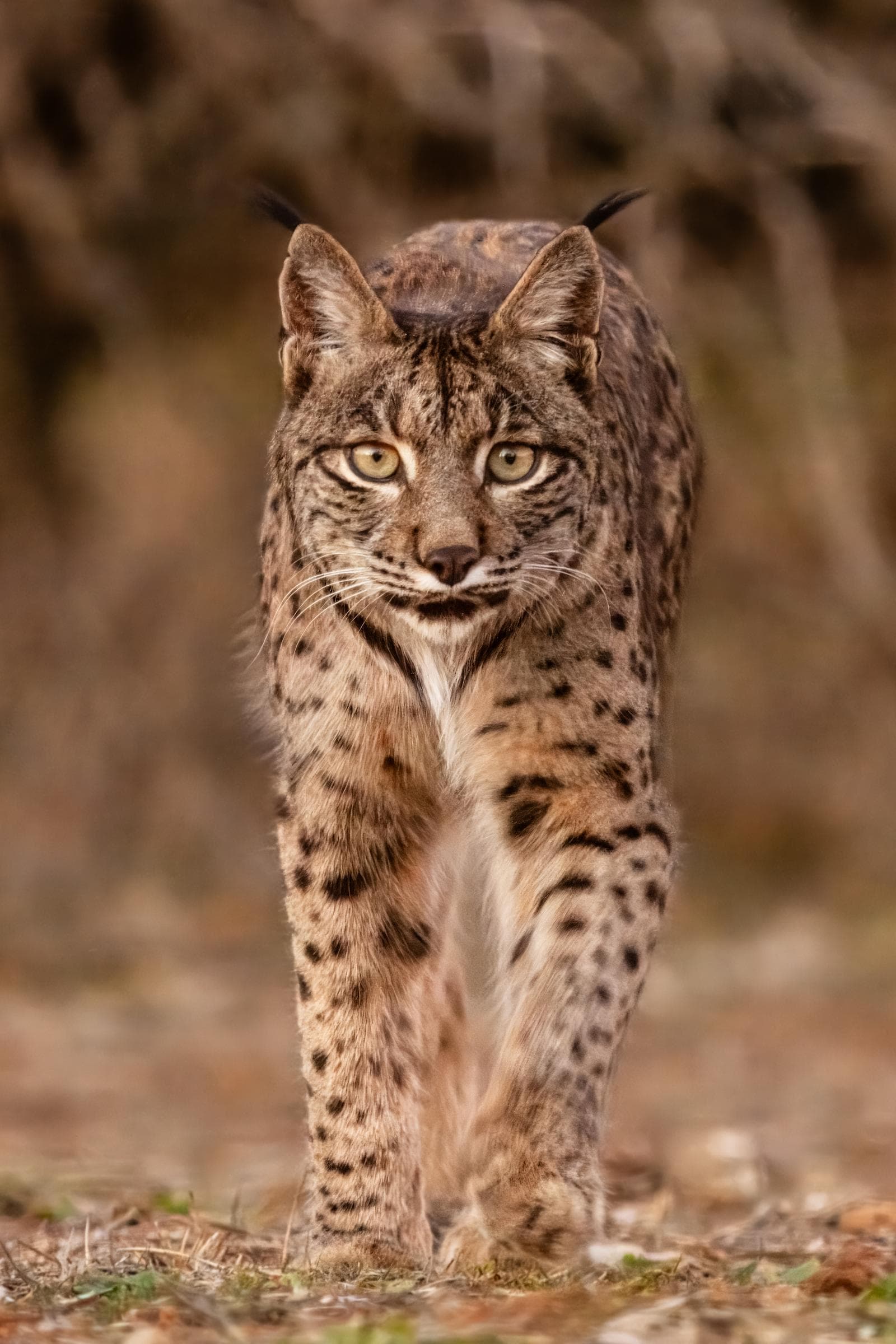 Lince-ibérico de frente, com os pincéis negros nas orelhas e as madeixas de cada lado da face.