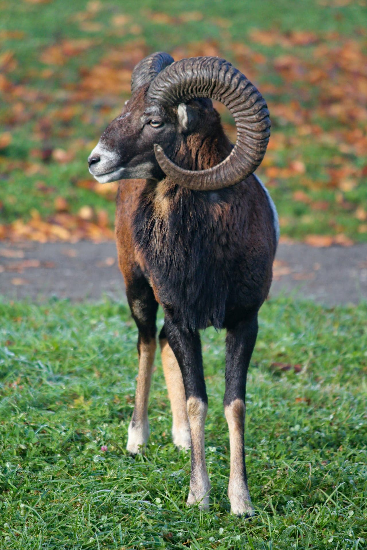 Muflão macho de pé num prado, de pelagem escura e curta, com as patas de tom mais claro.