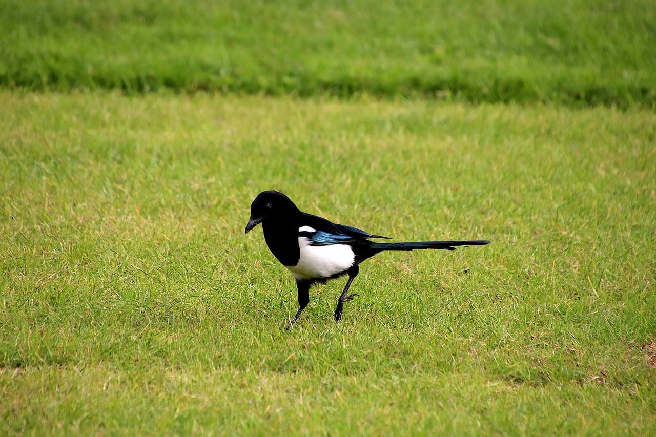 Pega-rabuda a caminhar num relvado, com o azul da asa visível.