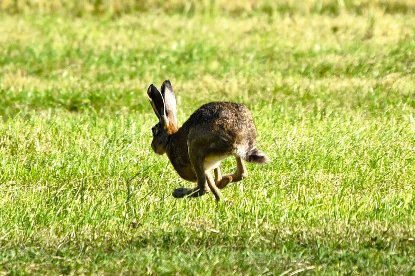 Lebre em corrida por um prado ceifado, com as patas traseiras estendidas.
