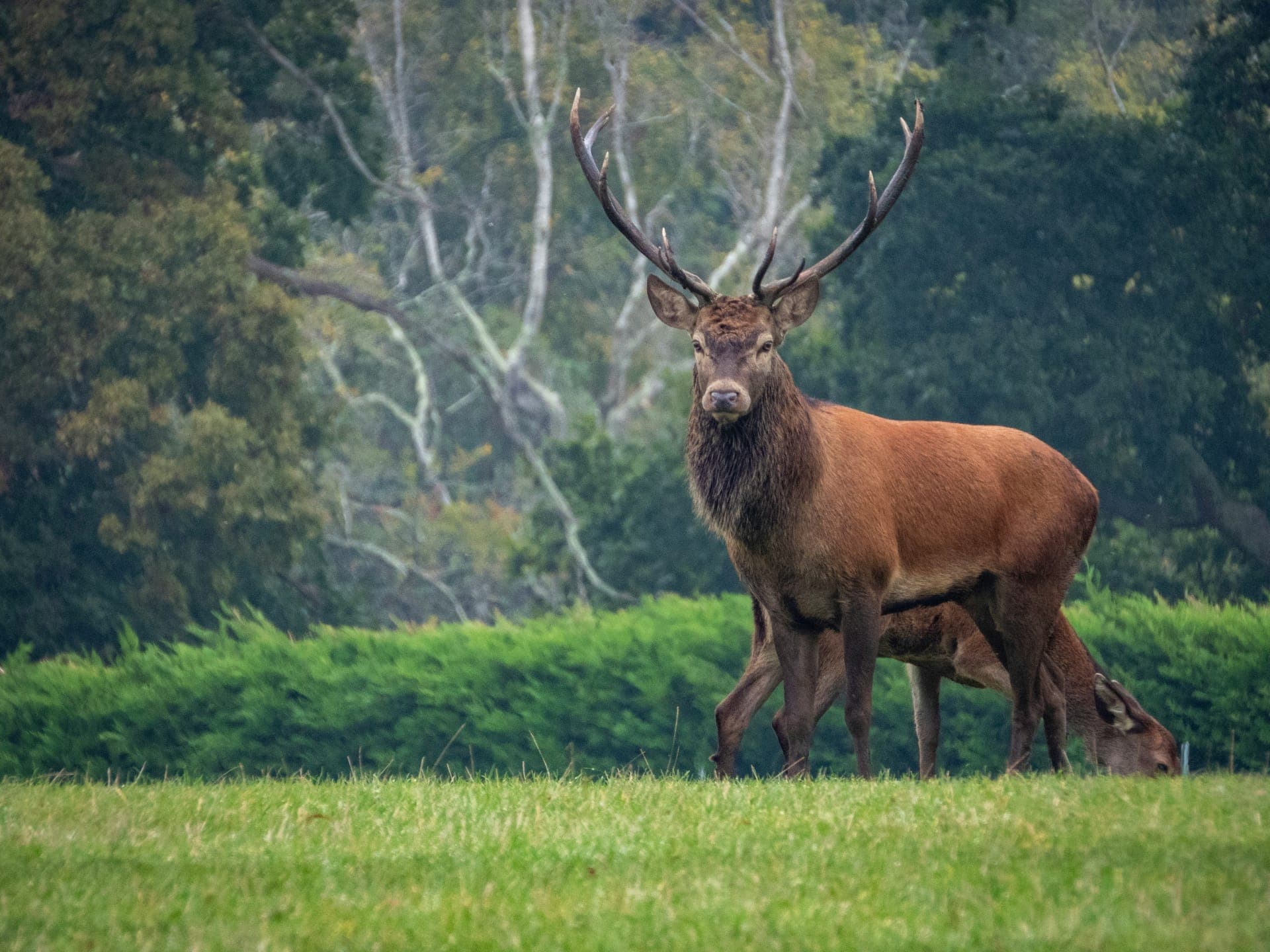Veado macho parado num prado, de frente para a câmara, com uma cerva a pastar mesmo atrás dele.