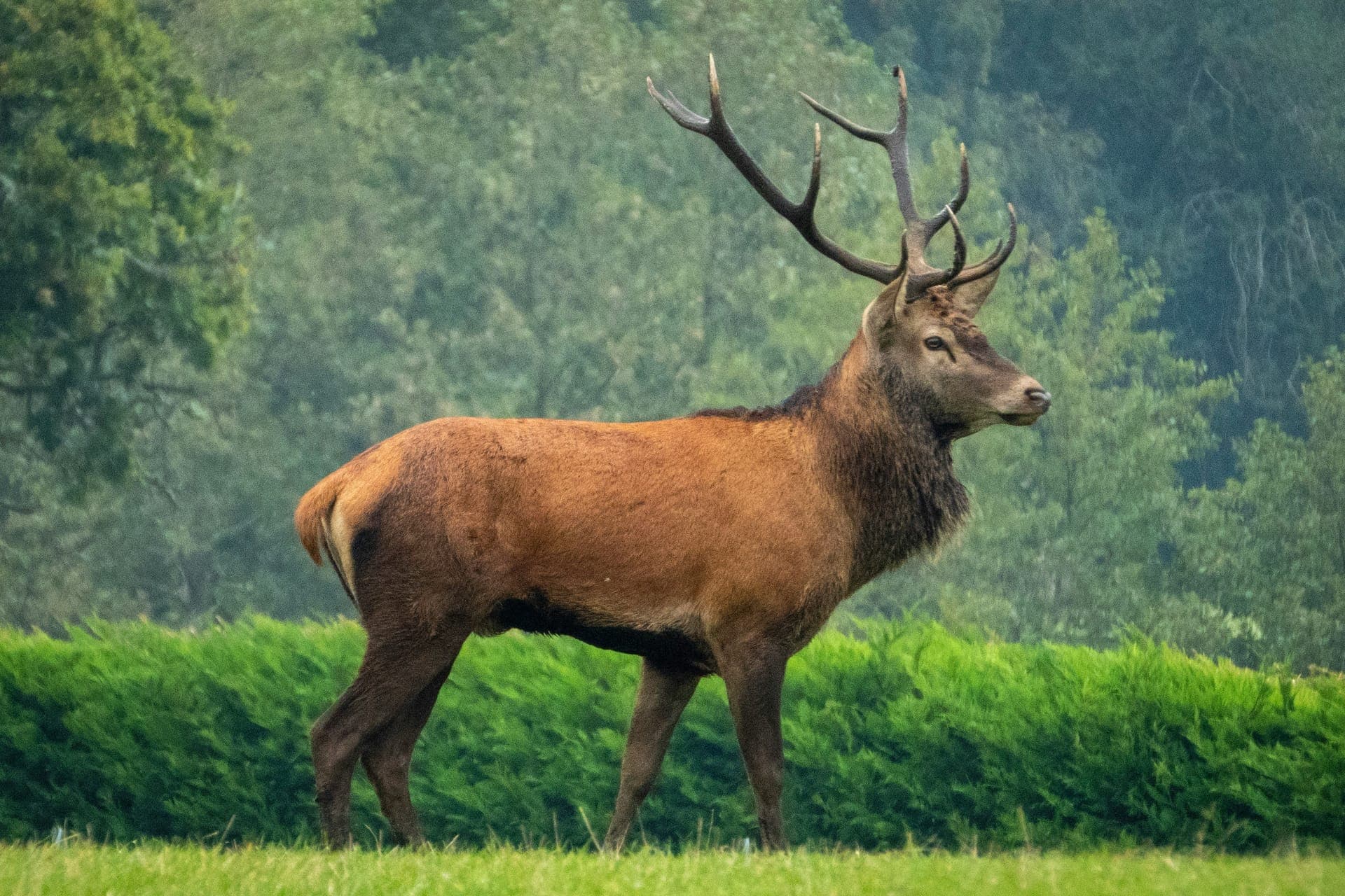 Veado macho de perfil num prado, com o pelo castanho avermelhado, o pescoço espesso e a armação completa.