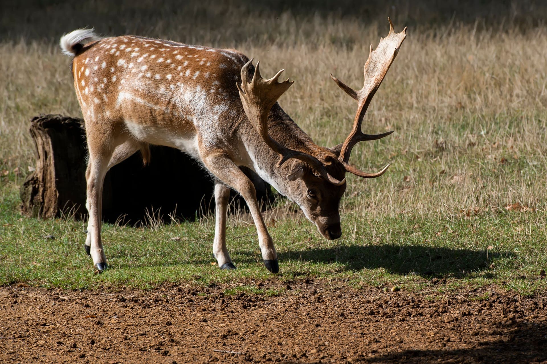 Gamo macho de cabeça baixa num prado, com as duas hastes espalmadas bem à vista e o dorso coberto de manchas brancas.