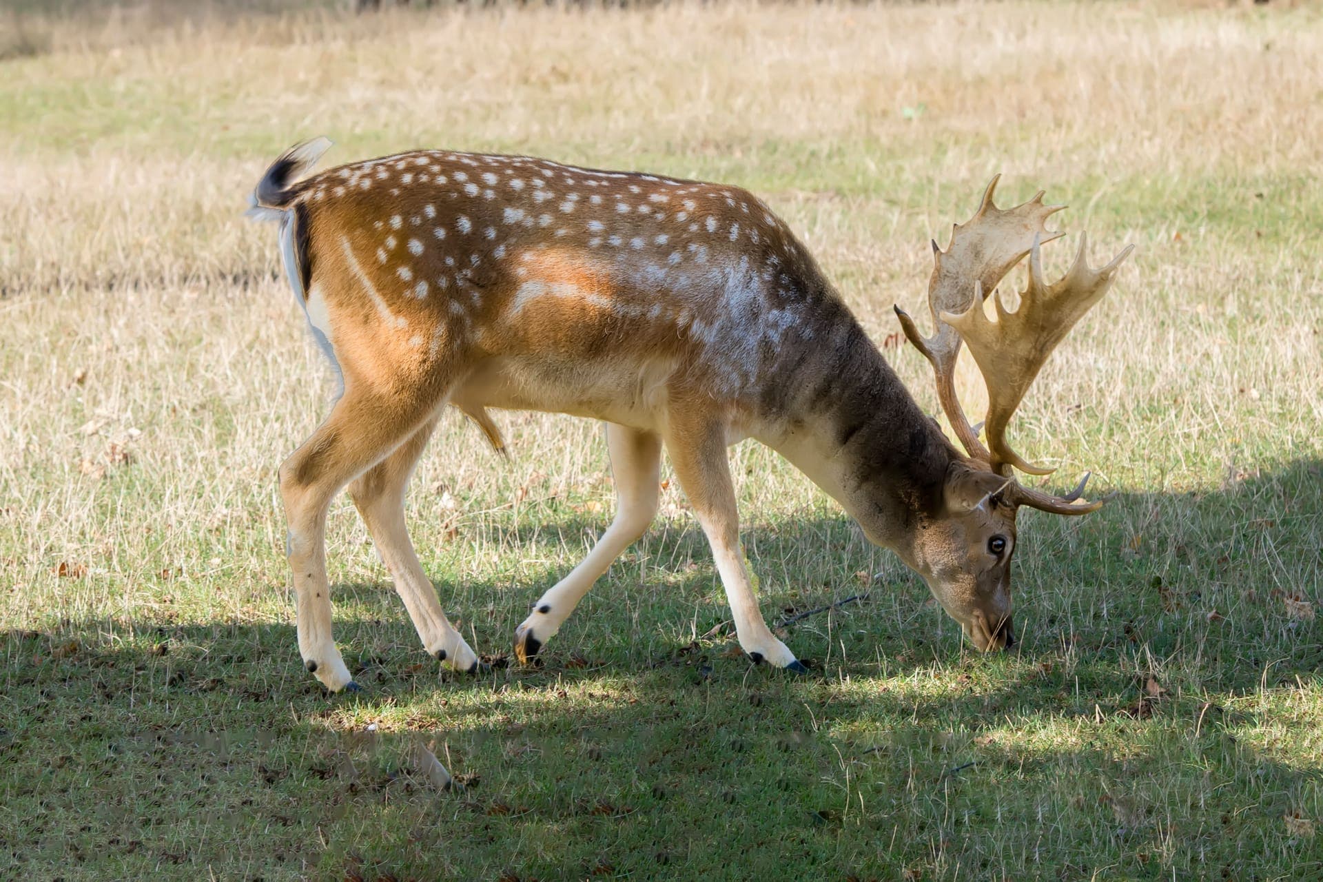 Gamo macho a pastar num prado, de perfil, com manchas brancas espalhadas pelo dorso castanho claro.