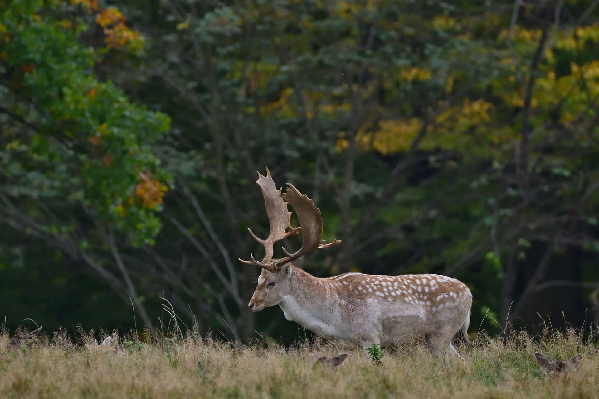 Gamo macho a caminhar pela erva alta à beira de um bosque de outono, com outros gamos deitados por perto.