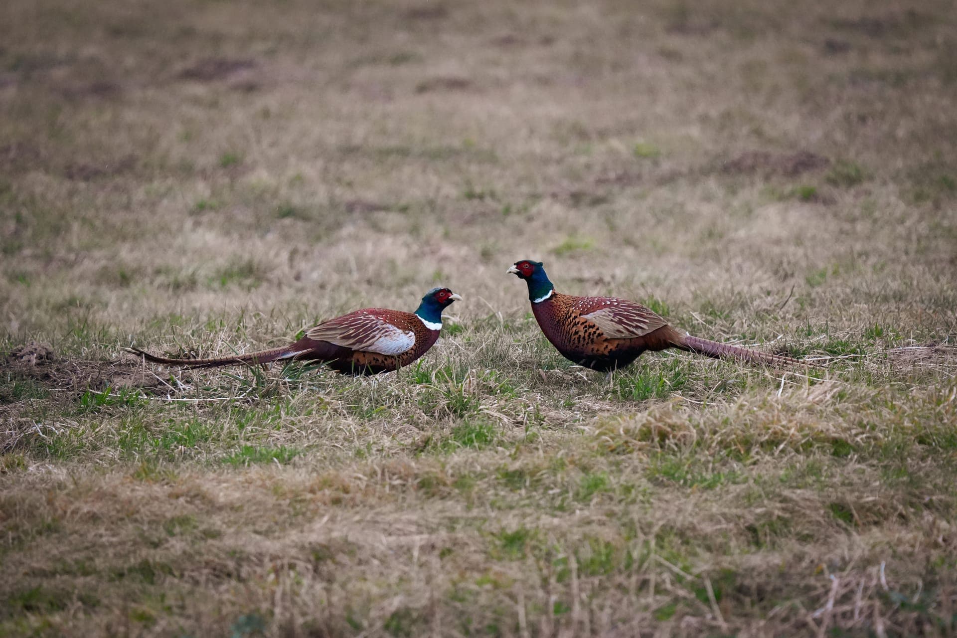 Dois faisões machos num campo de erva rasa, com as longas caudas estendidas atrás.