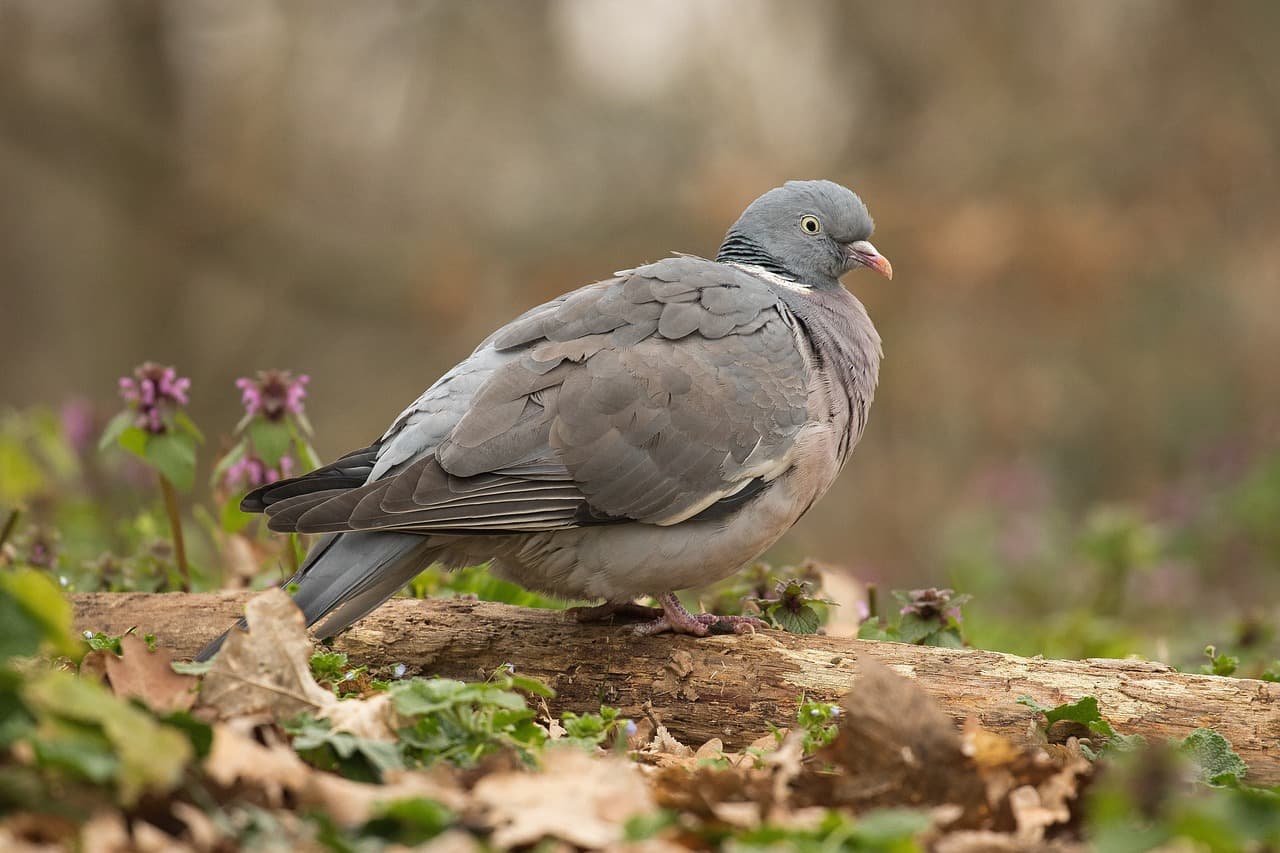 Pombo-torcaz de perfil sobre um tronco caído.