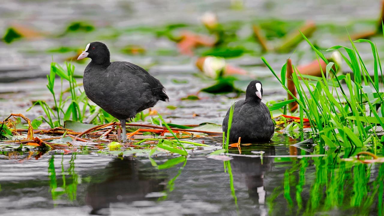 Dois galeirões na margem de uma lagoa, entre vegetação verde.
