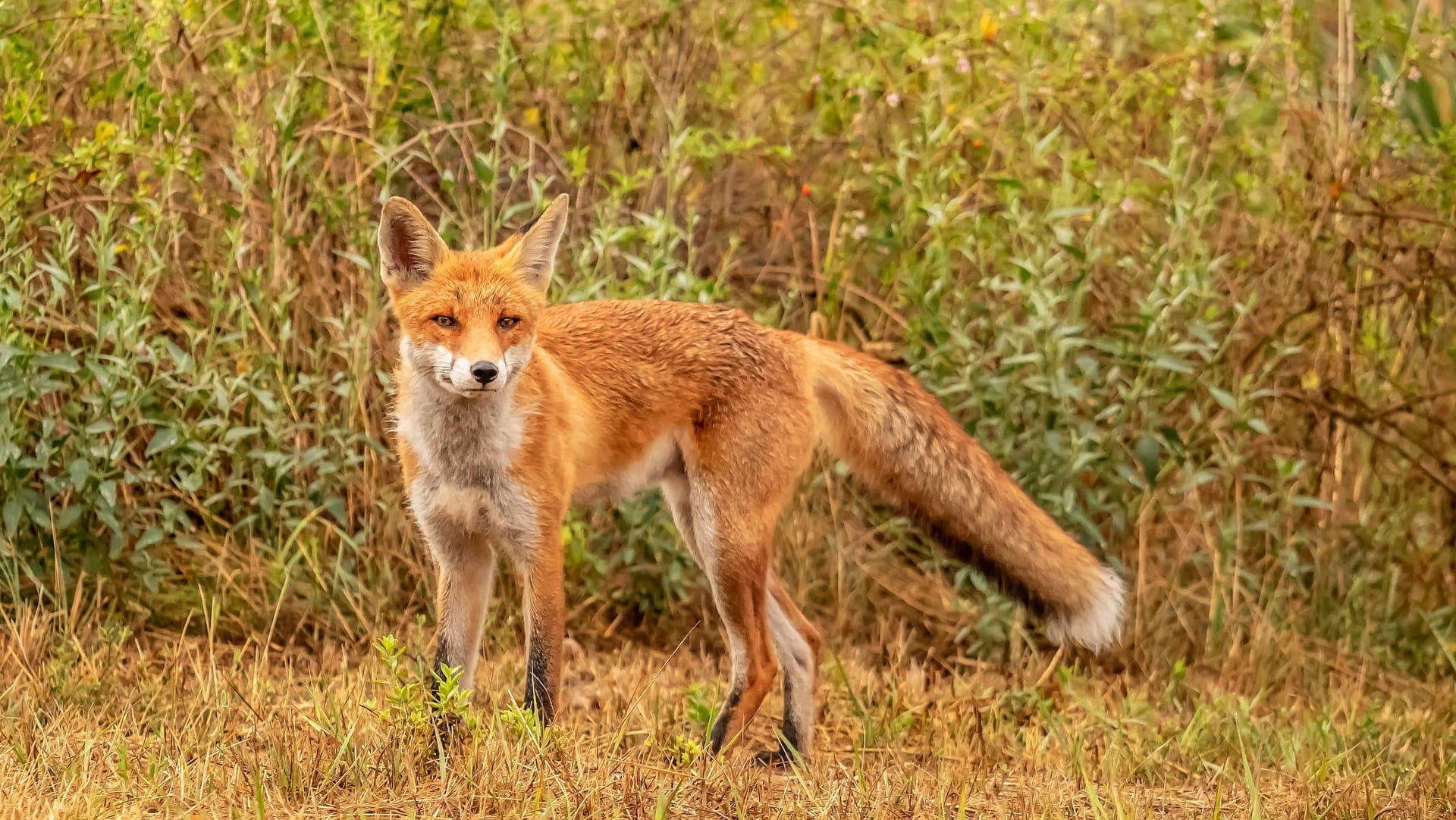 Raposa sozinha à beira de um matagal seco, parada de perfil a olhar para a câmara.