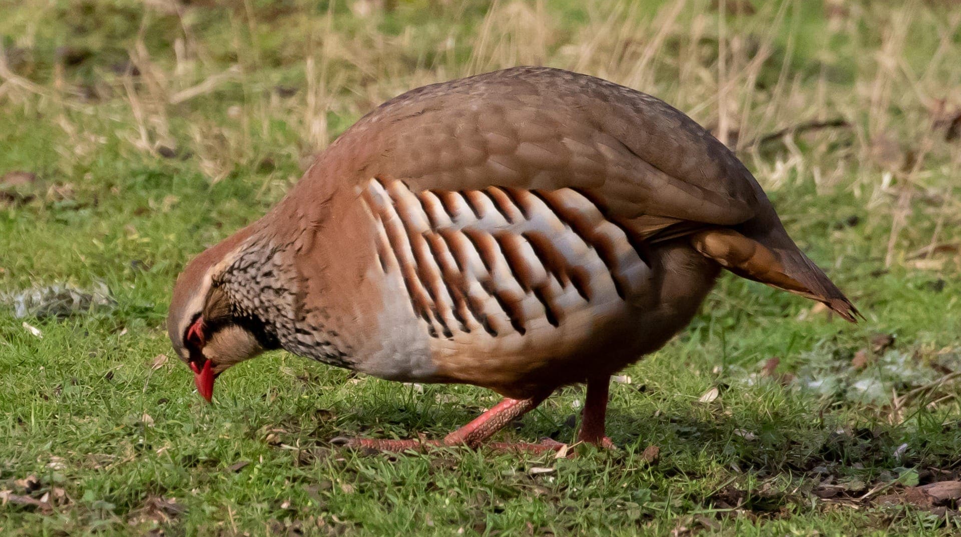 Perdiz-vermelha a alimentar-se num prado, de perfil, com os flancos estriados de castanho e branco e as patas vermelhas.