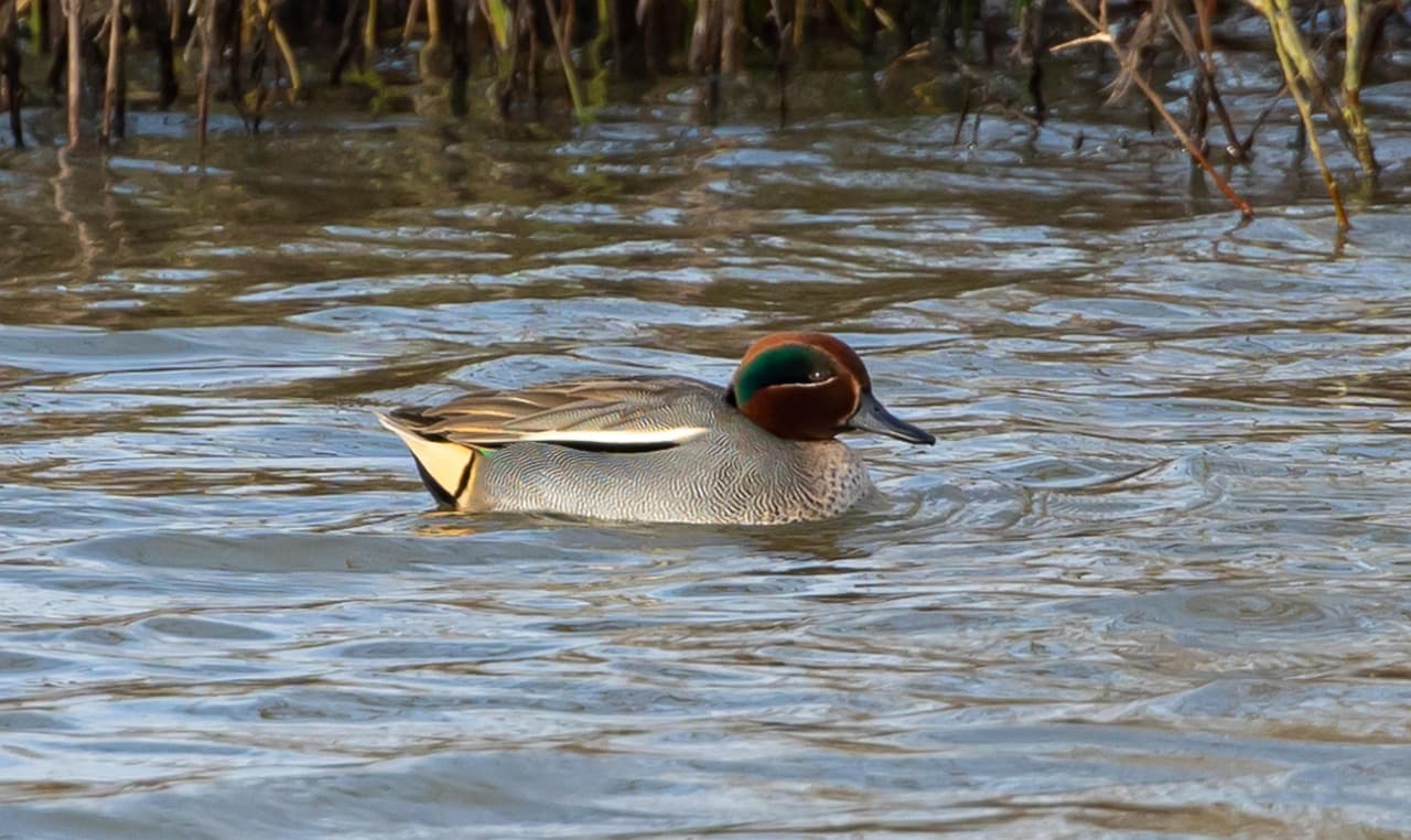 Marrequinha macho a nadar, com a cabeça avermelhada cortada por uma faixa verde.