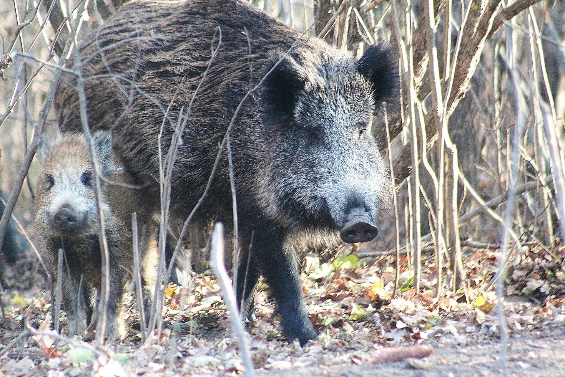 Fêmea adulta de javali a caminhar no bosque, acompanhada de uma cria mais nova.